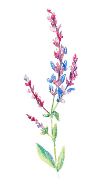 Ága levendula egy akvarell stílusban izolált fehér háttérrel. Kék lila vadvirág virágos botanikus virág. Vad tavaszi levél vadvirág elszigetelt. A Aromaterápia és gyógyszer gyógynövény-egészségügyi - Fotó, kép