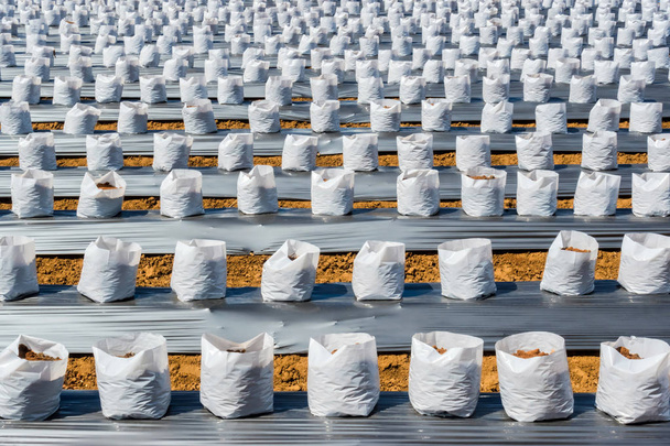 Ligne de coco noix de coco en pépinière sac blanc pour ferme avec fertilisation
  - Photo, image