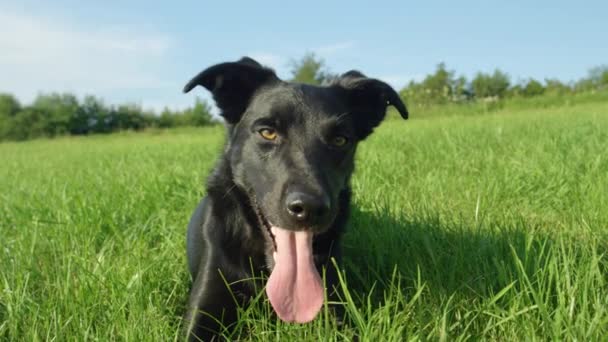 スローモーション、ポートレート:若い黒い犬は、日当たりの良い草原の周りを走り回った後、重く呼吸します。田舎で遊んだ後に休む美しい幸せな子犬。春の自然を見渡すボーダーコリー - 映像、動画