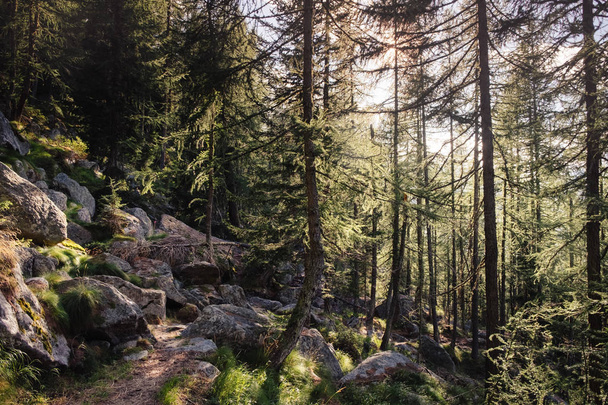 Лес высоких лиственниц и елок. Окружающий лес. Gran Paradiso National Pak, Ceresole Reale, italian alps, Piedmont, Italy
. - Фото, изображение