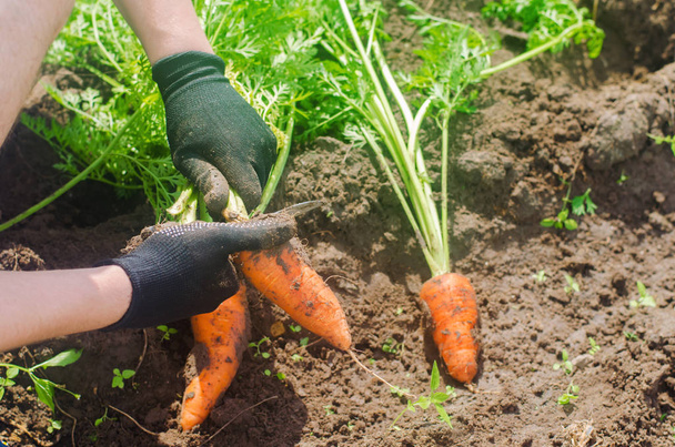 Carrot in the hands of a farmer. Harvesting. Growing organic vegetables. Freshly harvested carrots. Summer harvest. Agriculture. Seasonal job. Farming. Agro-industry. Farm. Ukraine, Kherson region. - Photo, Image