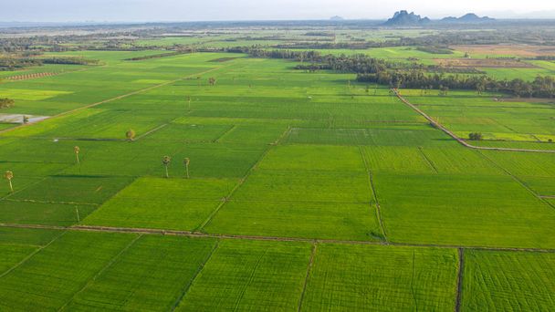 rizsételt hántolatlan mező - Fotó, kép