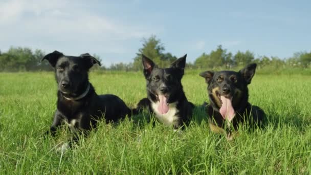 Αργή κίνηση, πορτρέτο: όμορφη βολή από τρία υπέροχα μαύρα κουτάβια που βρίσκονται σε ένα γρασίδι σε μια ηλιόλουστη μέρα του καλοκαιριού. Λατρευτά νεαρά σκυλιά κόλεϋ ξεκουραστούν και να δροσεύουν μετά από διασκέδαση παιχνίδι με τον ιδιοκτήτη. - Πλάνα, βίντεο