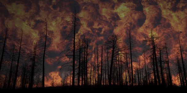 森の中の火事 - 写真・画像