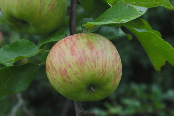 jabłko na jabłonie w ogrodzie - Zdjęcie, obraz