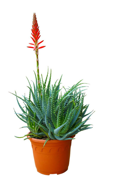 Φυτό Aloe Vera σε κατσαρόλα με κόκκινο λουλούδι και απομονωμένο σε λευκό  - Φωτογραφία, εικόνα