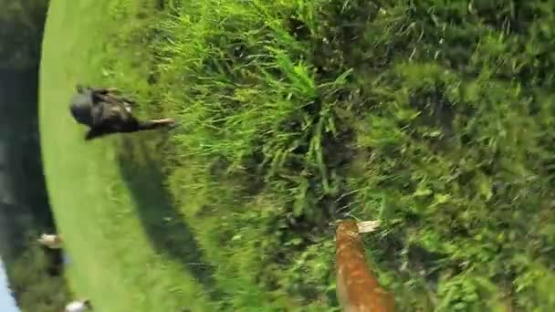 Slow Motion, Close Up, Lens Flare: Oyuncu köpek ahşap bir sopa nın peşinden koşar ve onu kırsal kesimde eğlenen sahiplerine geri taşır. Mutlu siyah köpek yavrusu doğada koşarken bir dalı çiğneme. - Video, Çekim