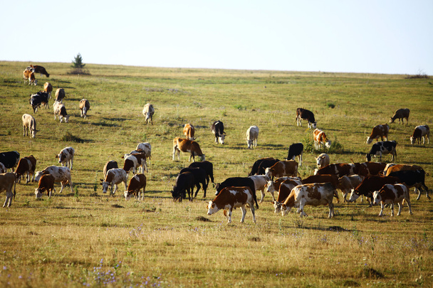Sok a tehenek - Fotó, kép