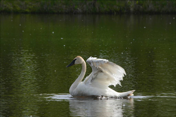 Captura de primavera de um cisne trompetista norte-americano batendo suas asas, enquanto nadava através de um canal do Alto Rio Mississippi no centro de Minnesota
. - Foto, Imagem