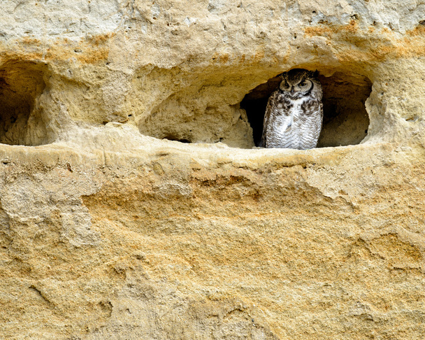 Chouette rayée dans la grotte de grès
 - Photo, image