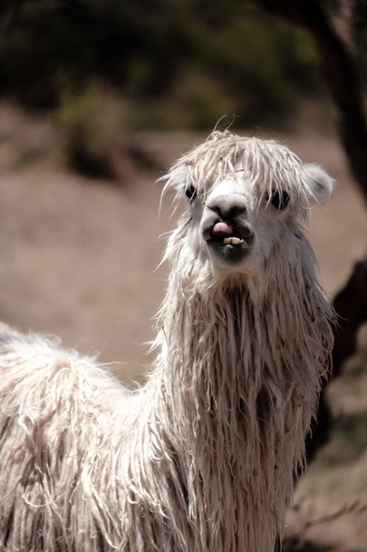 Masticar y buscar alpaca divertida en perú
 - Foto, imagen