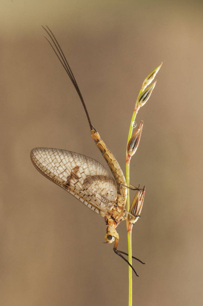 Ephemera glaucops Mayfly delikatny owad z jedwabiste skrzydła wznosi na rośliny o wschodzie słońca - Zdjęcie, obraz