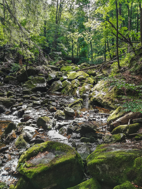 Ilse river flowing through the forest in Harz Mountains National Park, Germany - 写真・画像