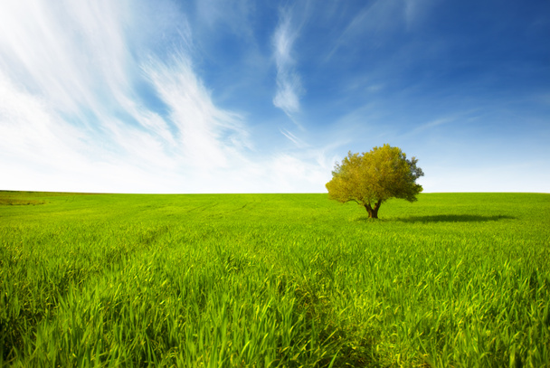 groen landschap met geïsoleerde boom - Foto, afbeelding