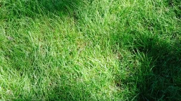 Stín rostlin padá na krásný zelený travnatý trávník v letním slunném dnu, který se natáčel pomocí lupy a pohybuje kamerou - Záběry, video