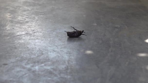 Upside down winged beetle bug insect struggling to flip back on its feet. - Footage, Video