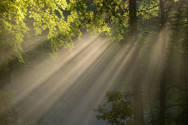 Солнечные лучи светят сквозь листья
 - Фото, изображение