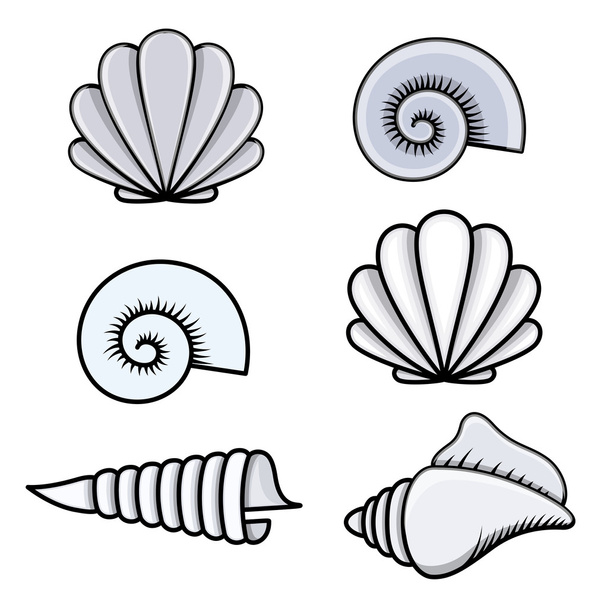 Conchas marinas - Ilustración de vectores de dibujos animados
 - Vector, imagen