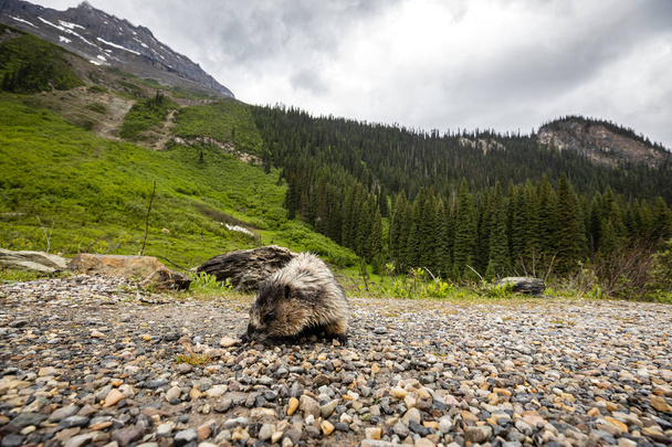 Marmot of the Rocky Mountains in Canada - Photo, Image
