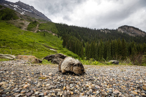 Marmot van de Rocky Mountains in Canada - Foto, afbeelding