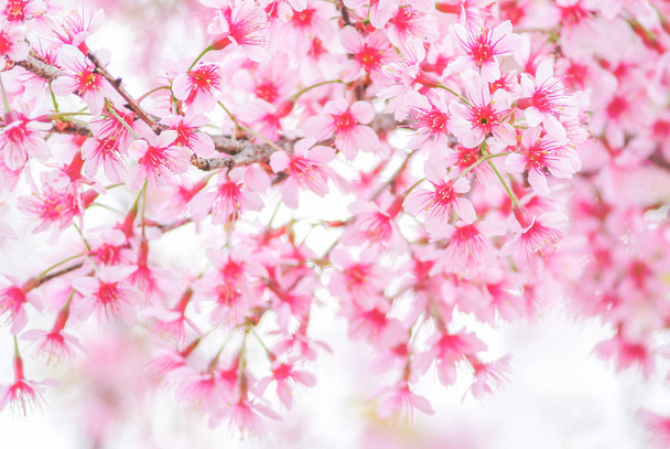 Yumuşak odak, odaklanmamış bulanık spri ile ilkbaharda Kiraz Çiçeği - Fotoğraf, Görsel