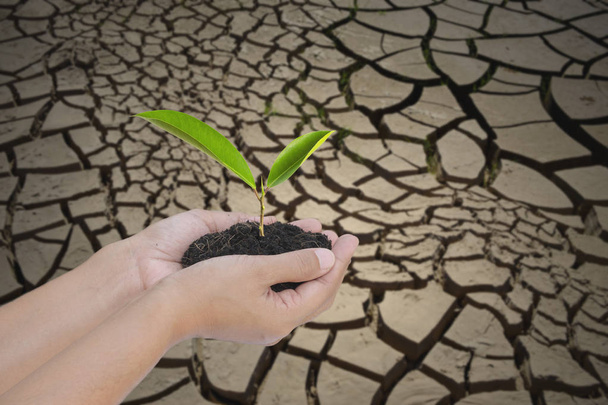 Две руки держат маленькое дерево над сухой землей с трещиной текстуры
 - Фото, изображение