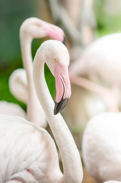 Pink Flamingo-close up, it has a beautiful coloring of feathers. - Photo, Image
