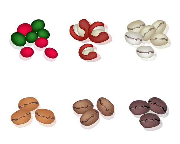 白い背景の上のコーヒー豆の様々 な種類 - ベクター画像
