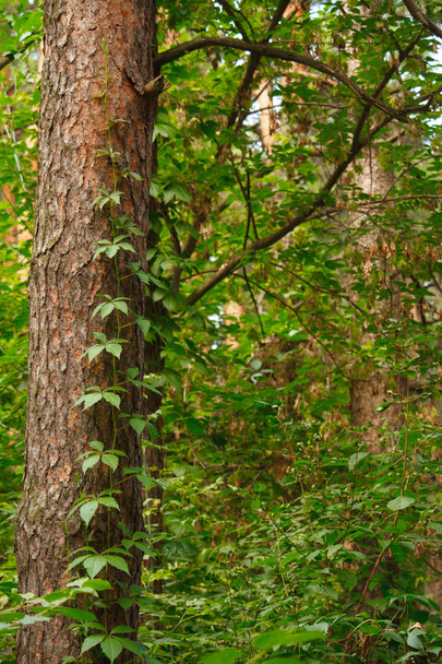 Dennenbos met vervormde oude stammen verweven met wilde druiven, selectieve focus - Foto, afbeelding