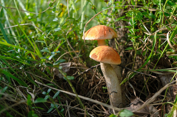 朝の光の中で森の草の中で2つの赤い帽子をかぶったスカバーストークキノコ。ウクライナのキノコの季節。クローズアップ. - 写真・画像