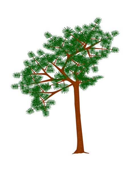 Mountain pine tree. - Vector, Image