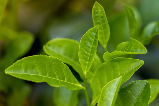 Чайного листя в свіжому саду. - Фото, зображення