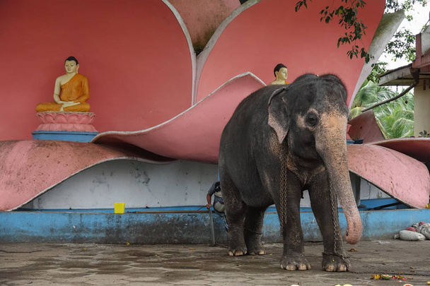 Слон на территории храма Канде-Вихарая в Шри-Ланке
 - Фото, изображение