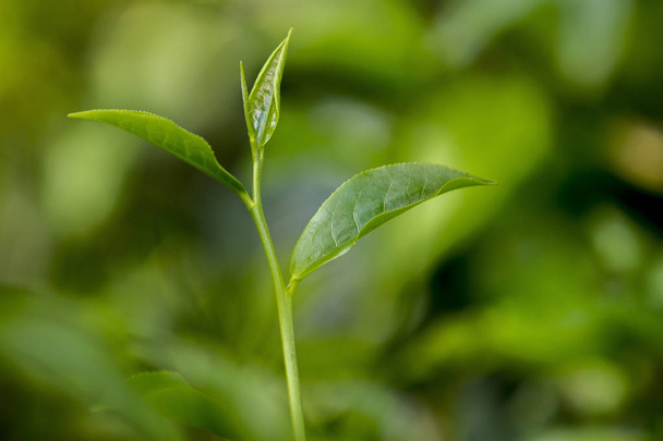 Tea leaves in Fresh Garden. - Zdjęcie, obraz