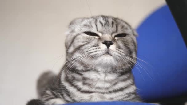 brit skót Fold macska. macska hazudik. kisállat pihen a szobában. gyönyörű cirby macska. - Felvétel, videó