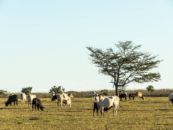 nelore cattle on winter pasture in Brazil - Фото, изображение