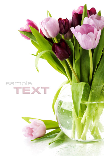 Fresh tulips - Foto, afbeelding