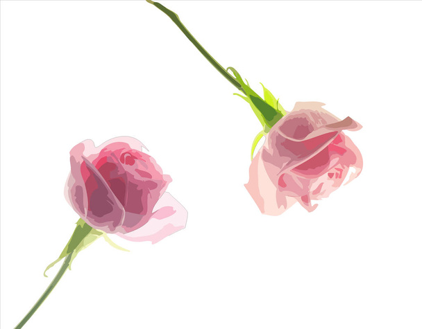Two-rose-flowers-isolated-on-white-background-illustration - Photo, Image