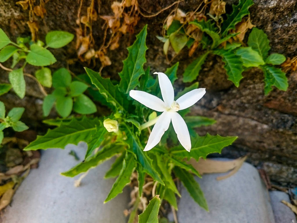 flor estrella blanca crecimiento en lugar extraño
 - Foto, imagen