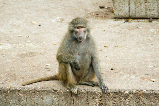 Bela fêmea Papion ou babuíno posando para a câmera, descansando sobre o cimento
 - Foto, Imagem