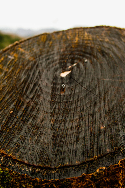 Tırtıklı ağaç gövdesi, yaşlılık çizgileri görülür - Fotoğraf, Görsel