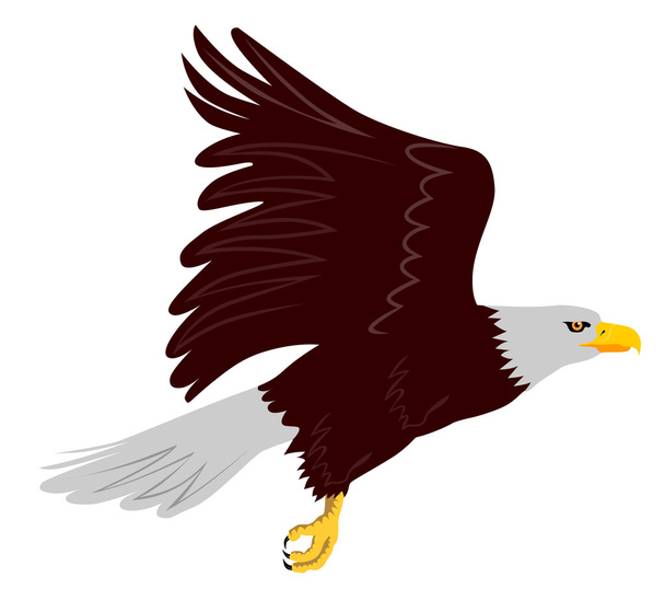 Білоголовий орлан літаючий
 - Вектор, зображення