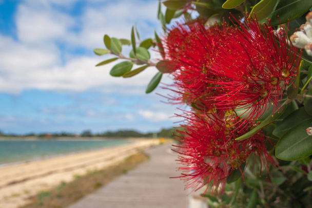 Καλλιστίμον, όμορφο φυτό με κόκκινα λουλούδια, φόντο στην παραλία και συννεφιασμένο γαλάζιο του ουρανού - Φωτογραφία, εικόνα
