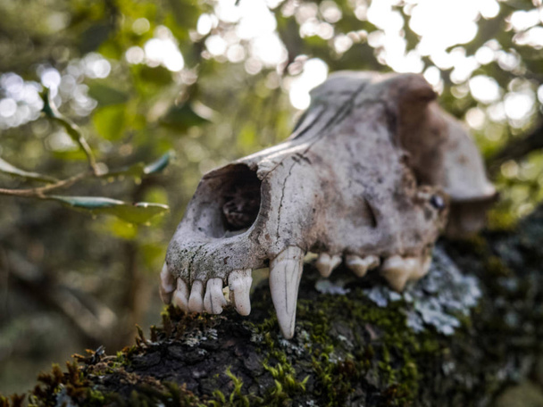 Пугает череп собаки, найденный в лесу
 - Фото, изображение