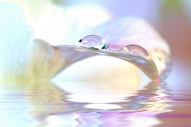 Вода краплі на пелюстки
 - Фото, зображення