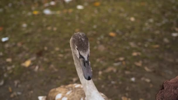 Swans on the banks of the Vltava in Prague - Materiał filmowy, wideo