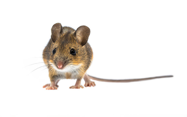 Мила миша ізольована на білому тлі
 - Фото, зображення