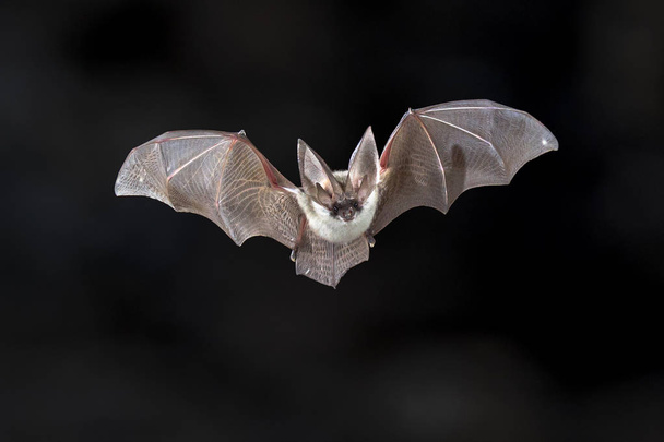 Flying Grey long eared bat - Photo, Image