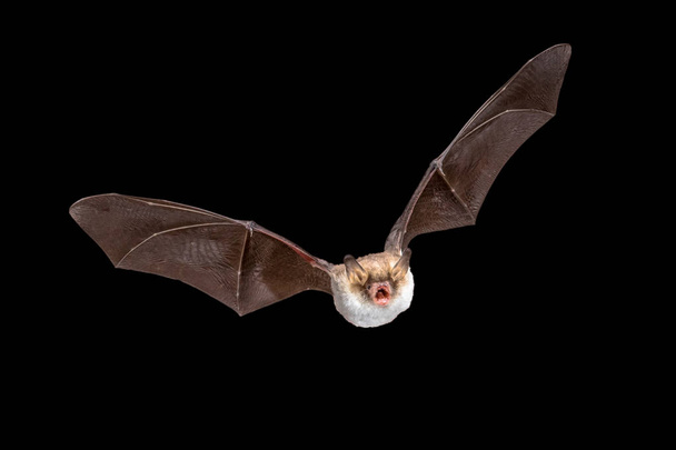 Flying Natterers bat isolated on black background - Photo, Image