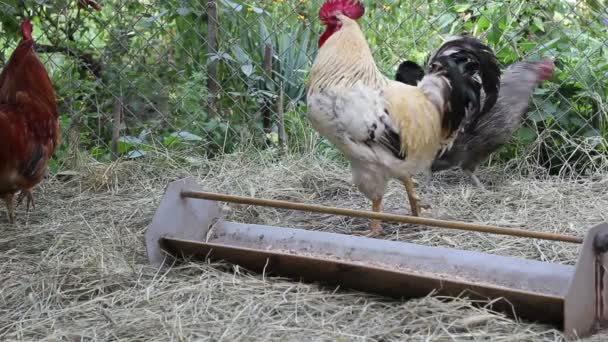 Hen and rooster - Footage, Video